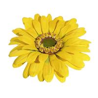 Giant Gerbera blossom