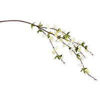 Apple blossoms branch