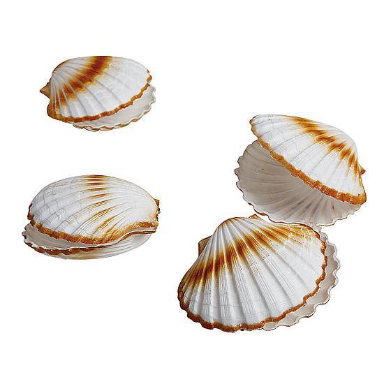 Scallops