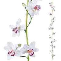 Cattleya orchids tendril