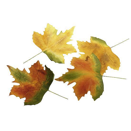 Autumn leaves set