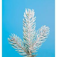 Spruce fir tree iced with light