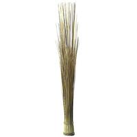 Sea grass