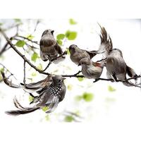 Singing birds