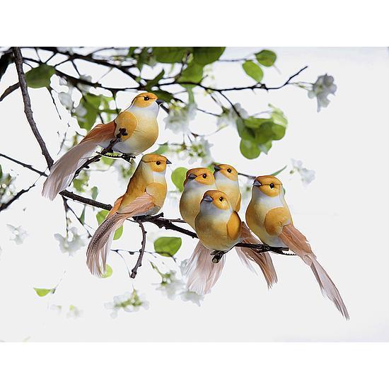 Birds