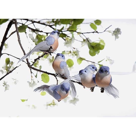 Birds