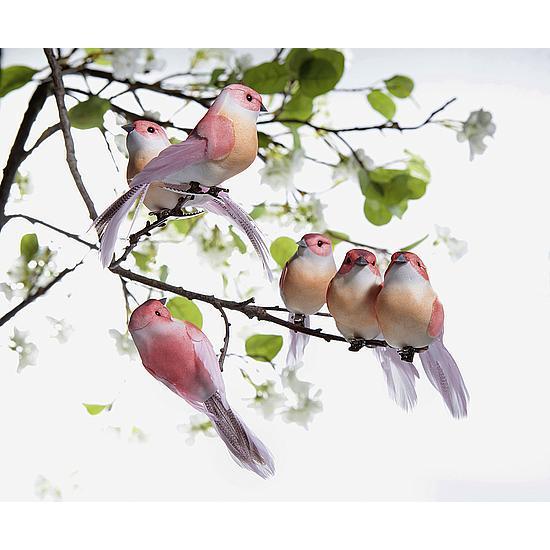Birds