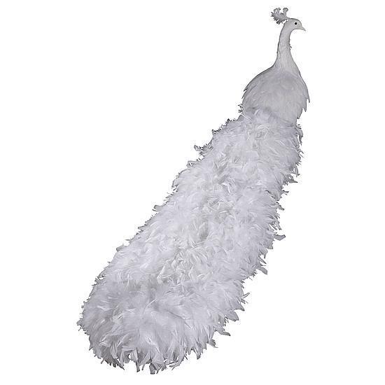 XXL Peacock