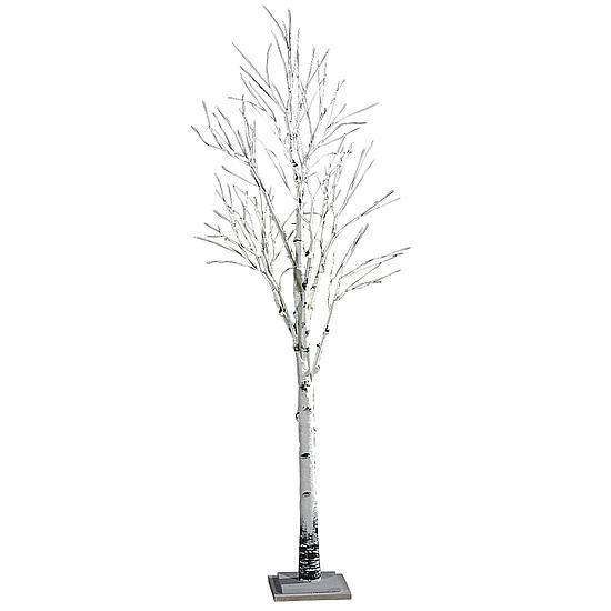 Birch tree