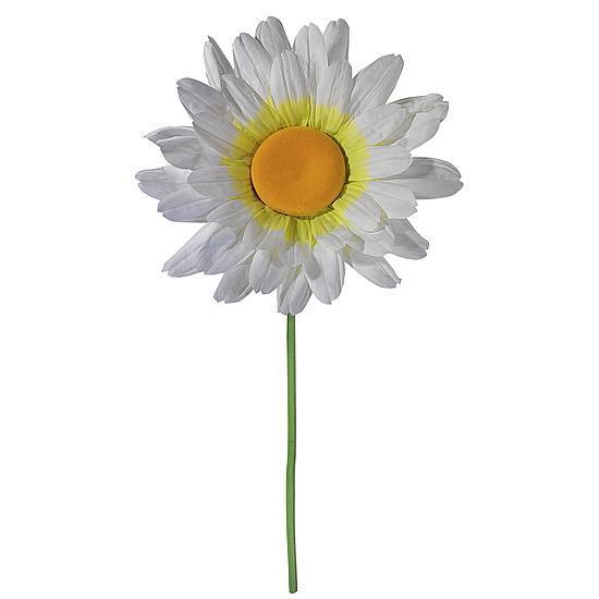 Daisy