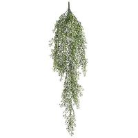 Senecio hanger