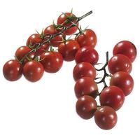 Tomato panicle