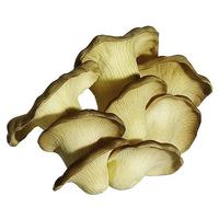 Oyster mushroom
