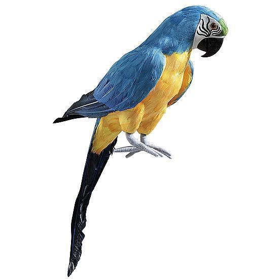 Parrot