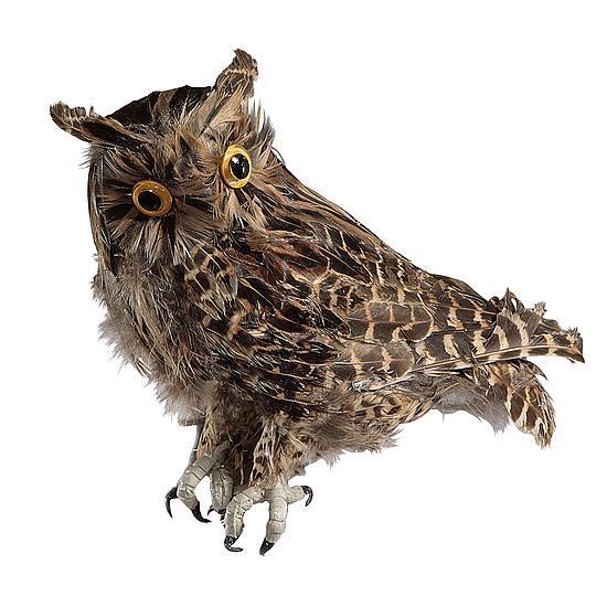 Owl, sitting