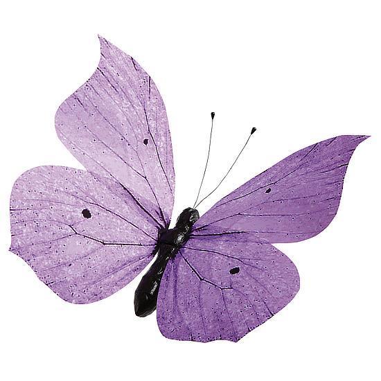 "Butterfly"