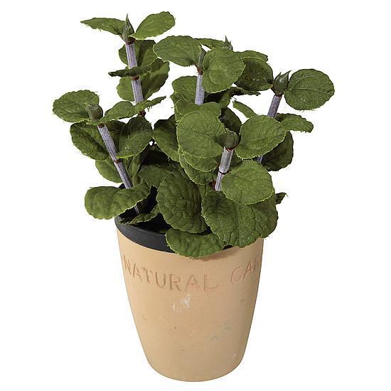 Mint in clay pot