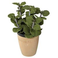 Mint in clay pot