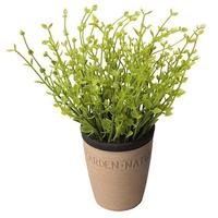 Thyme in pot
