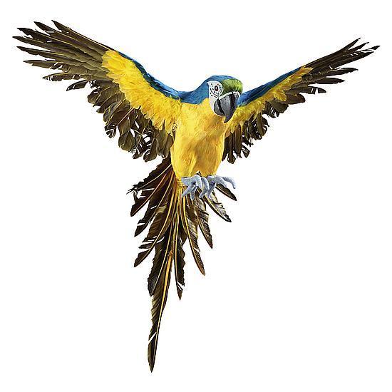 Parrot
