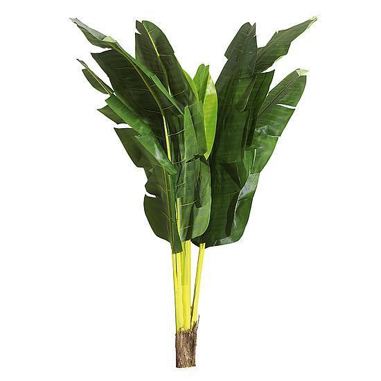 Banana plant
