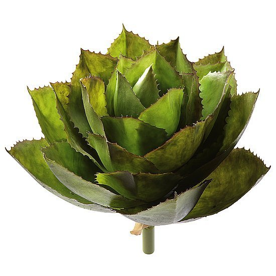 Agave parryi