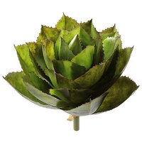 Agave parryi