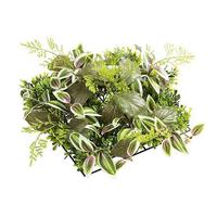 Fittonia box panel