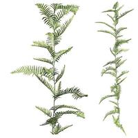 Fern tendril