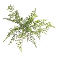 Fern pick