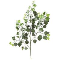 Birch branch