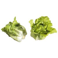 Head lettuce