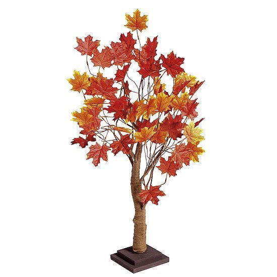 Maple tree
