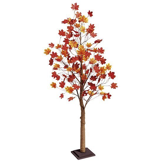 Maple tree