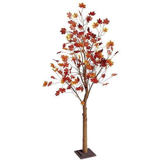 Maple tree