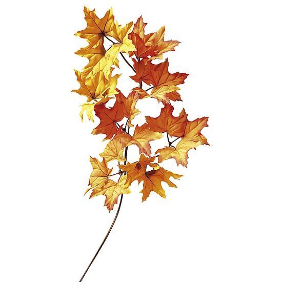 Maple tree branch