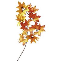 Maple tree branch