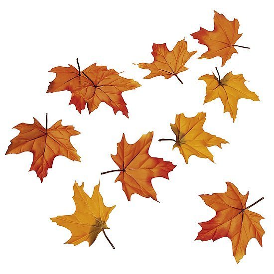 Maple leaves