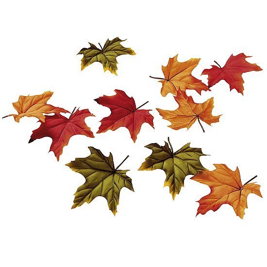 Maple leaves