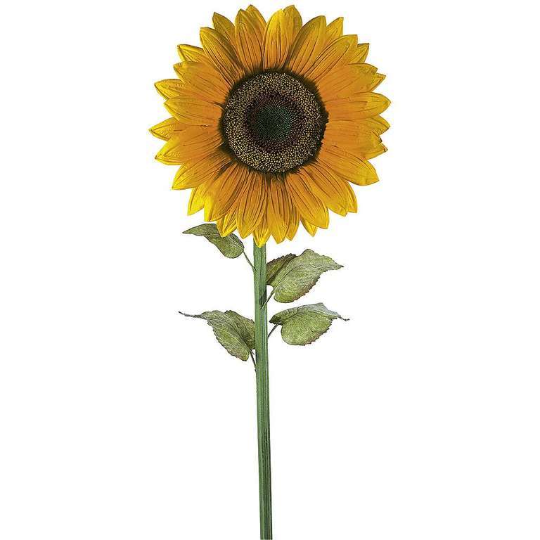 Giant sunflower