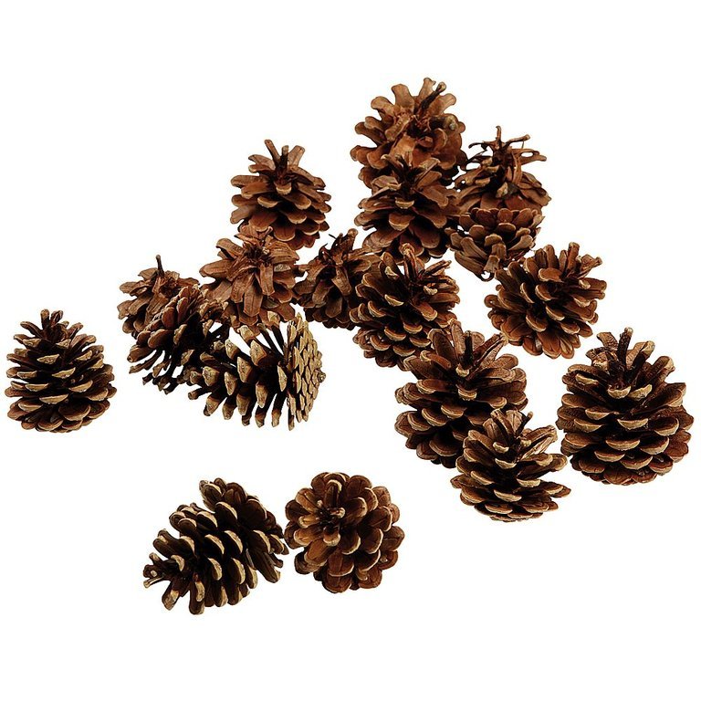 Austrian pine cone