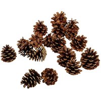 Austrian pine cone