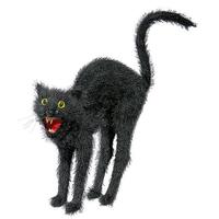 Black cat