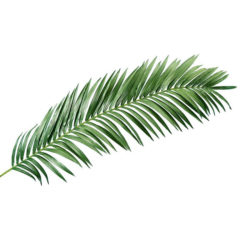 Giant palm frond