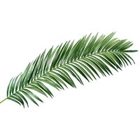 Giant palm frond