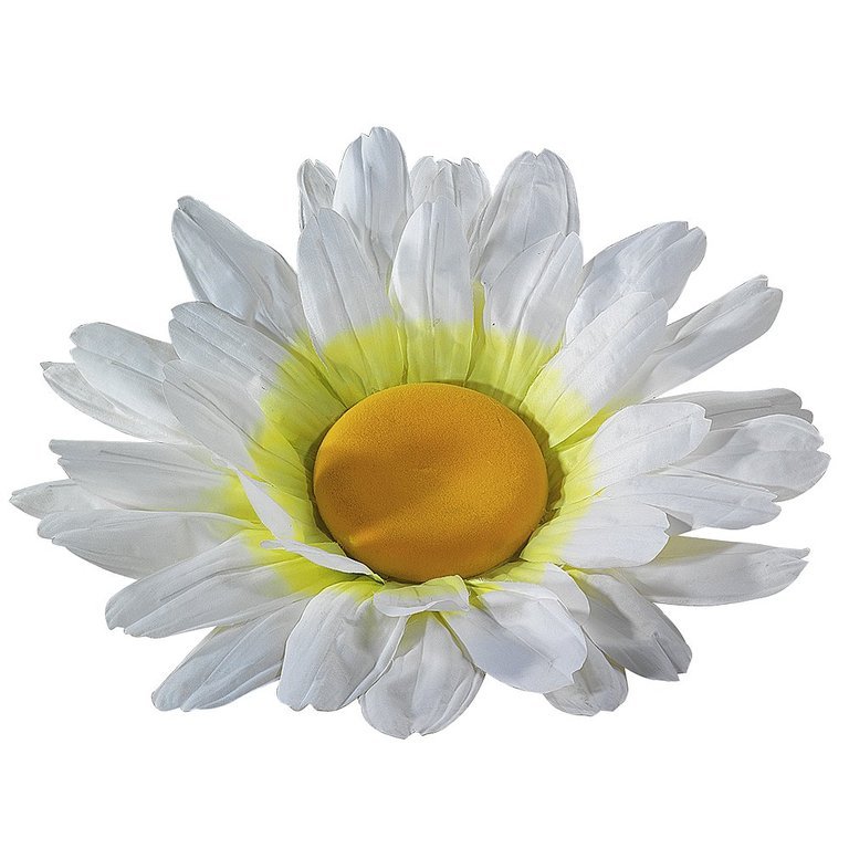 Daisy blossom