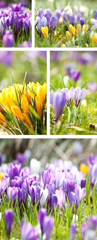 Banner Lovely spring