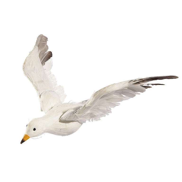 Seagull flying