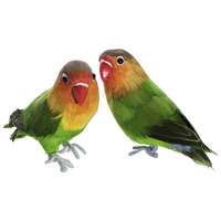 Rose head parrot pair