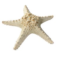 Starfish